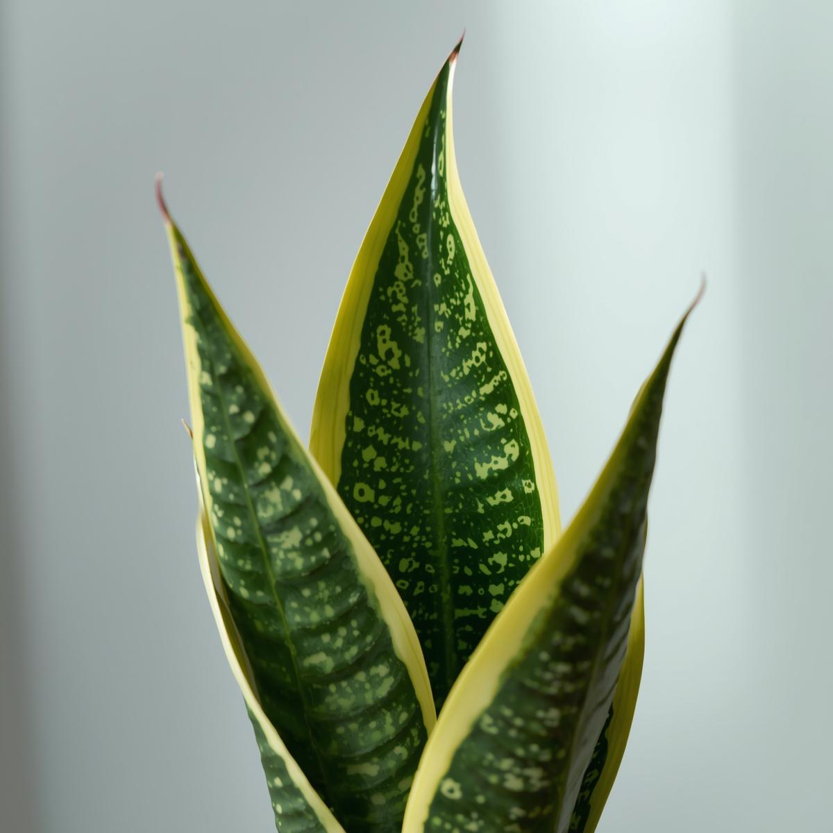 Sansevieria
